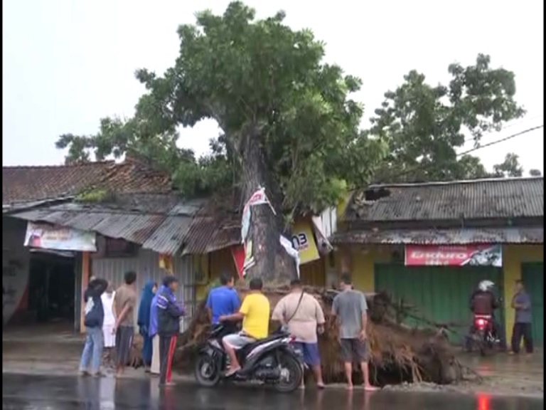 Angin Puyuh Robohkan Pohon Besar Satu Rumah Hancur