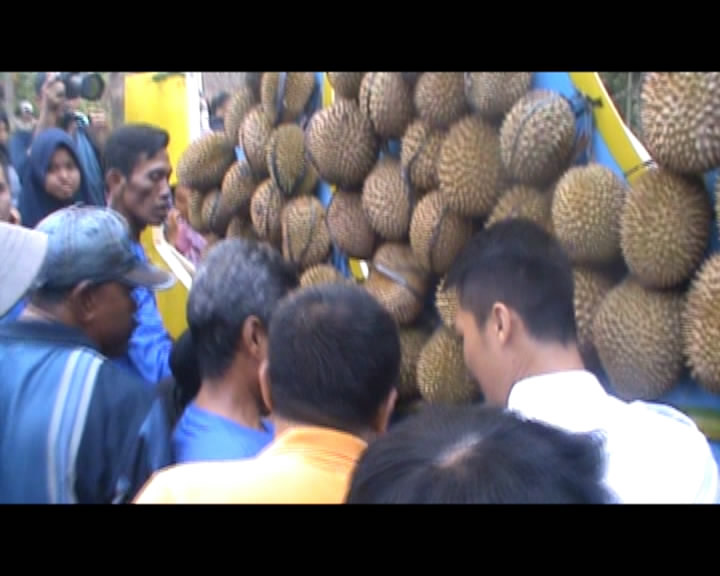 Ratusan Warga Berebut Durian